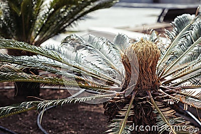 Palm tree garden with watering system Stock Photo